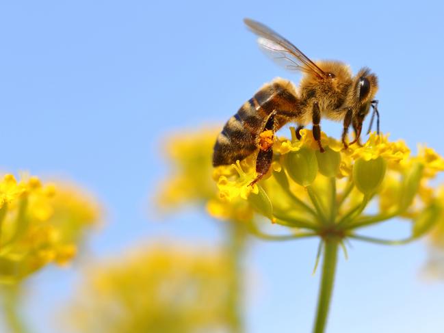 Honeybee harvesting pollen from blooming flowers