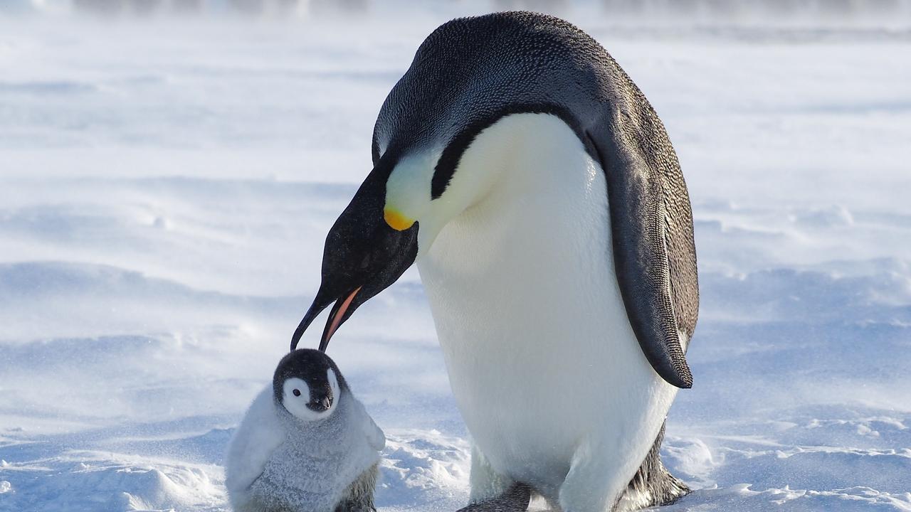 Gentle emperor penguins ‘virtually extinct by 2050’ The Australian