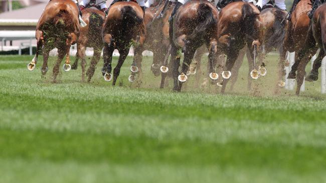 An Oakey horse trainer has plead guilty to animal cruelty