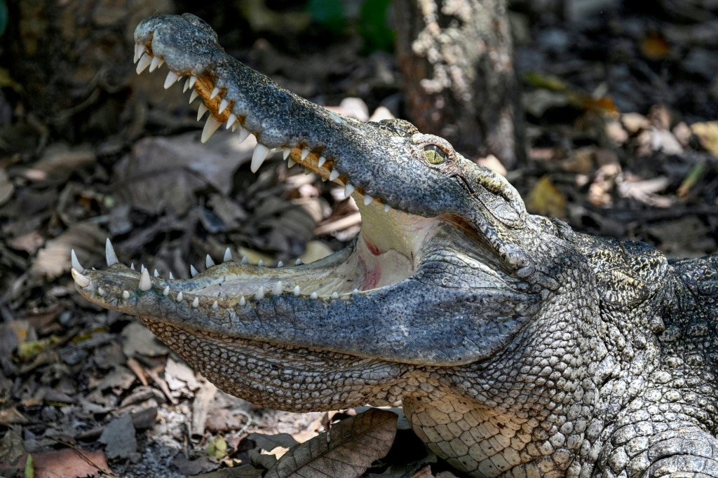 ‘We will preserve them’: saving Cambodia’s crocodiles