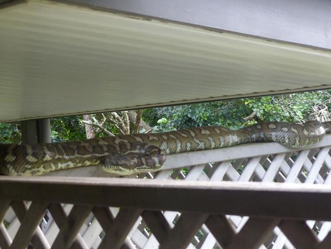 A recent carpet python caught by Max Walker.