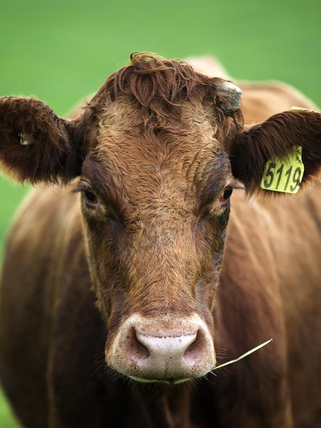 Jersey cow at Lileah.