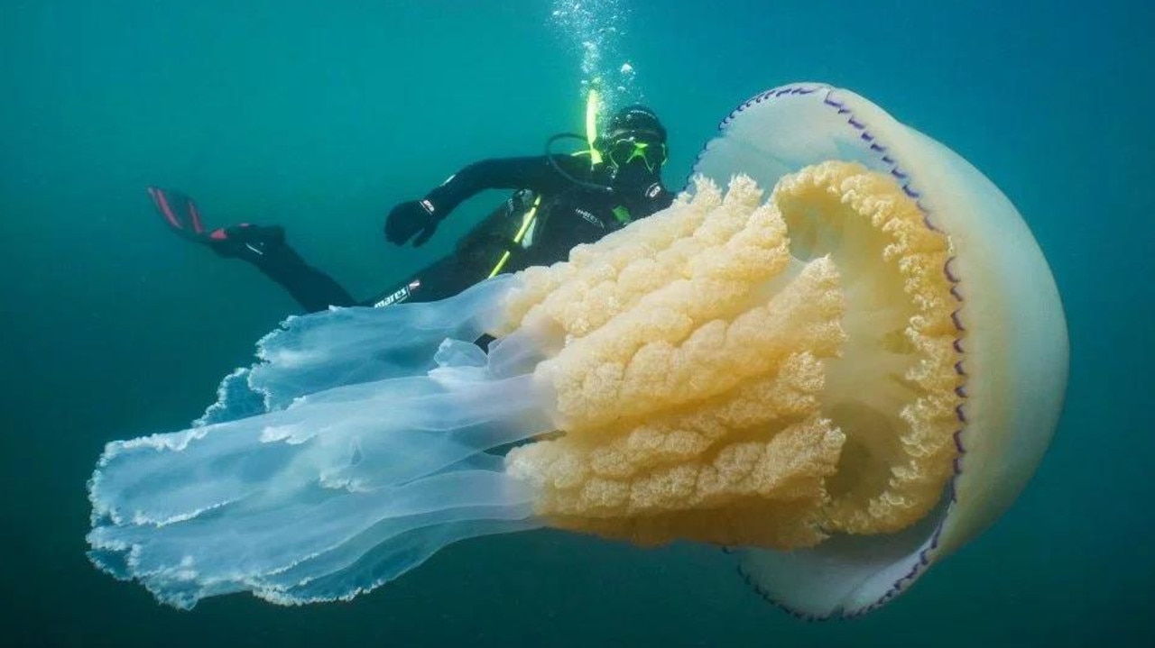 Barrel jellyfish are the largest jellyfish species found in UK waters, with a diameter of up to 90cm and weighing up to 35kg. Picture: South West News Service