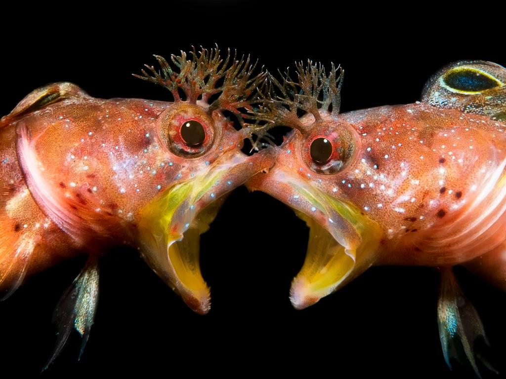 Underwater creatures going head to head. Picture: JingGong Zhang/Underwater Photographer of the Year 2021