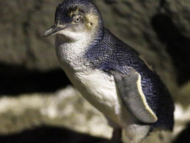 Be patient and considerate with the penguins at St Kilda Pier — tourists are banned from poking selfie sticks into their nests or using flash photography. Picture: Ian Currie