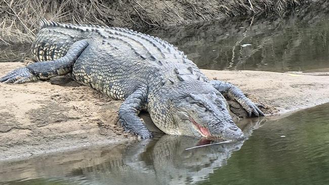 The large croc spotted at the Russell River. Picture: Gus Lee