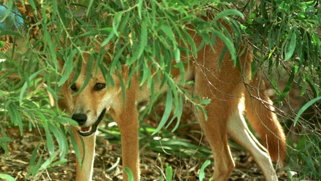 A dingo on Fraser Island.