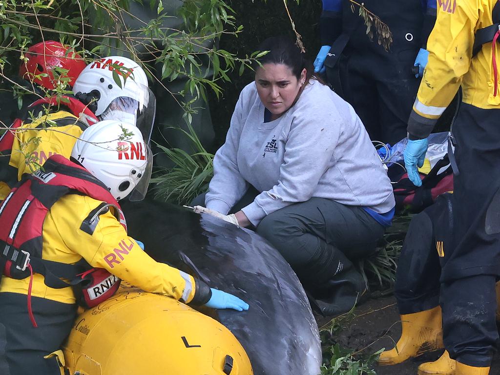 Rescuers did all they could to save the young animal but it had been injured in the standings. Picture: Chris Jackson/Getty Images