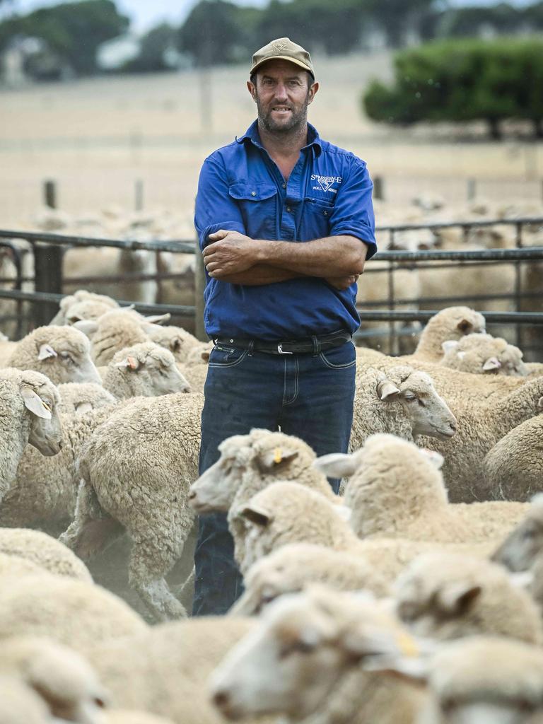 Burra sheep and grain farmer Peter Stockman at his farm, Springvale North Poll Marinos with yards of First Cross lambs they have to send to feed yards because of no feed in his paddocks. Picture: Mark Brake