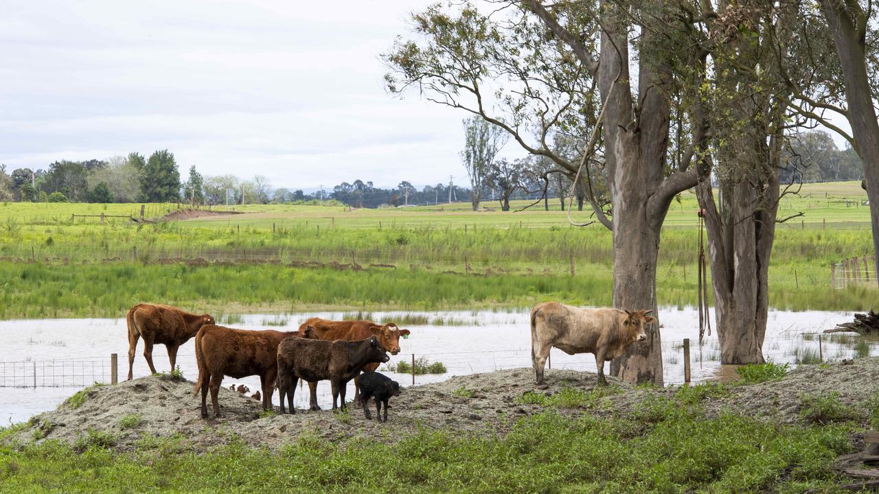 Cattle seeking higher ground in Wilberforce in Sydney’s north-east. Picture: NCA NewsWire / Monique Harmer