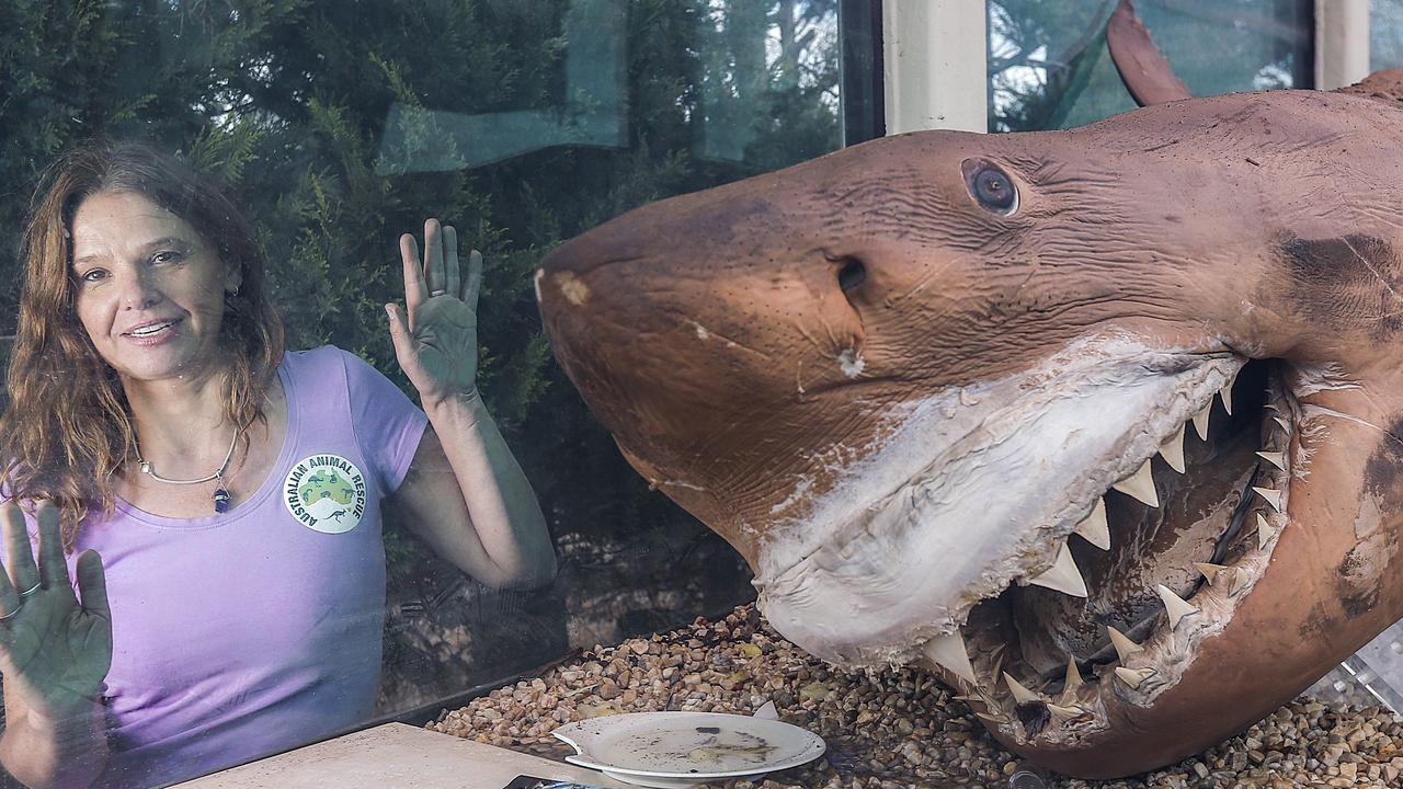 New home for creepy great white shark | The Advertiser