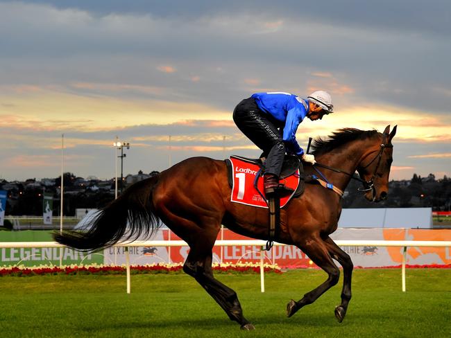 Winx at Moonee Valley for a track gallop on Tuesday morning. Picture: Nicole Garmston