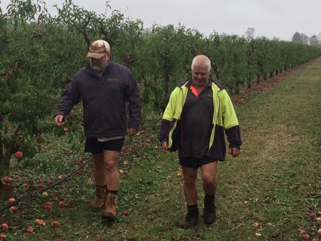 FARMERS: Kumbia fruit pickers survey the damage with Agricultural minister David Littleproud and Nanango member Deb Frecklington after the severe storm on October 12. 