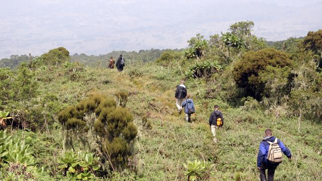 Tourisits walking on nature trail in Volcanoes National Park in Rwanda. Photo: Getty Images.