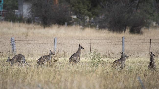 The wellbeing of a mob roos trapped in Mernda remains in limbo. Picture: Ellen Smith