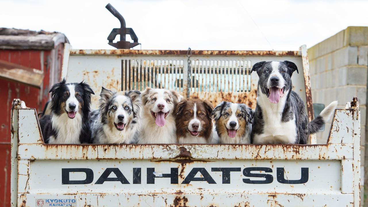 The Weekly Times 2023 Dog Calendar: Entries closed