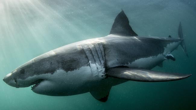 The CSIRO has been able to put a number on the size of the white shark population.