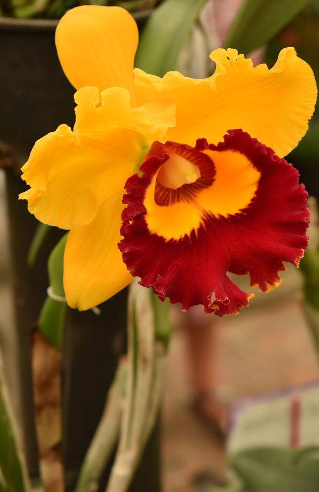 A stunning orange Cattleya orchid. Photo: Janessa Ekert