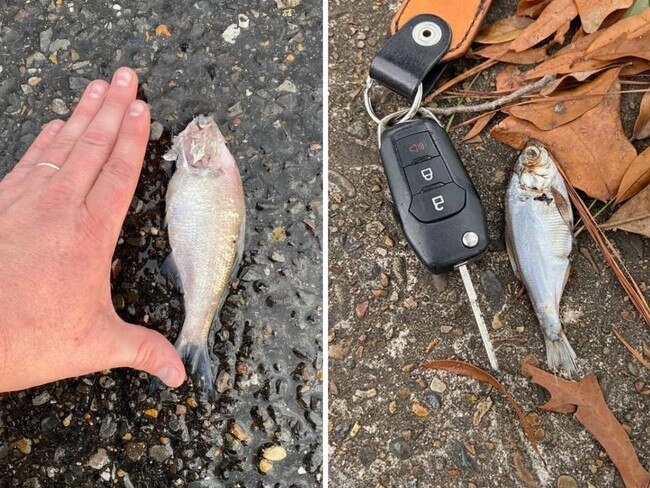 Residents shocked as fish fall from sky