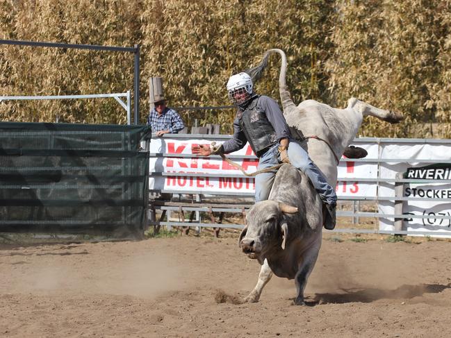 The National Bucking Bulls of Australia Futurity and Classic Bull Ride will be held at the Killarney rodeo Arena from 10am Saturday. Photo: John Towells / Warwick Daily News