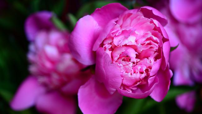 Well Worth The Wait For Spring Hill Peony Farm The Weekly Times