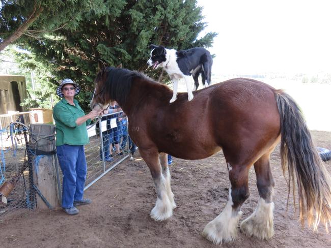 Farmer’s wife Elaine Hamer at the farm she runs with her husband and Ruby the acrobatic farm dog. Picture: Julie Cross.