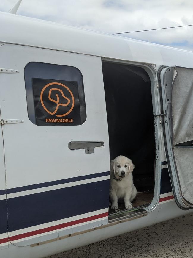 Fi Millhouse's little dog ready to fly out on a Pawmobile flight