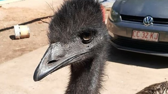 Burt the emu has gone missing from a home in Girraween. Picture: Supplied