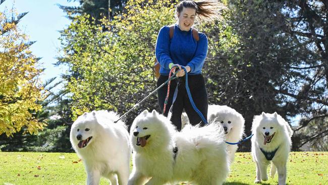 Rebecca Brook wrangles five Samoyeds at the RSPCA SA's Million Paws Walk 2024. Picture: Brenton Edwards