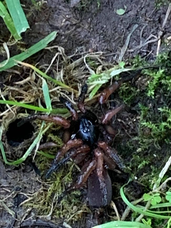 A trapdoor spider emerging from a hole in Janelle’s Pakenham garden.