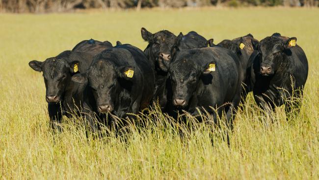 The Project Jaal comprises farmland used for cereal and oilseed cropping and an expanding Angus cattle herd.