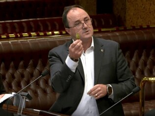Legalise Cannabis Party MLC Jeremy Buckingham presented a bud of marijuana before parliament while introducing a decriminalisation bill. Picture: ABC News