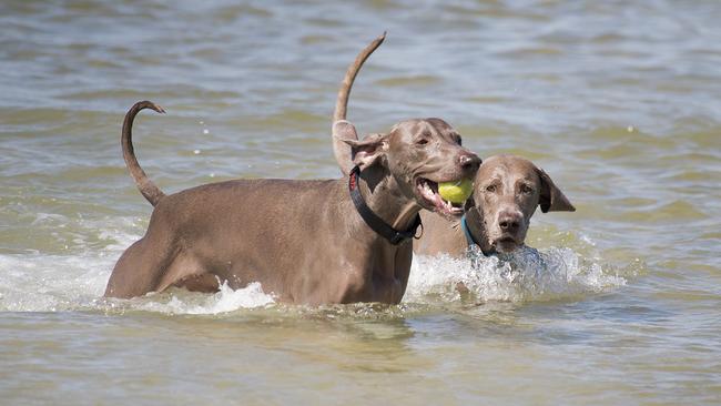 Dogs are seen in the water in Melbourne. Picture: AAP Image/Ellen Smith