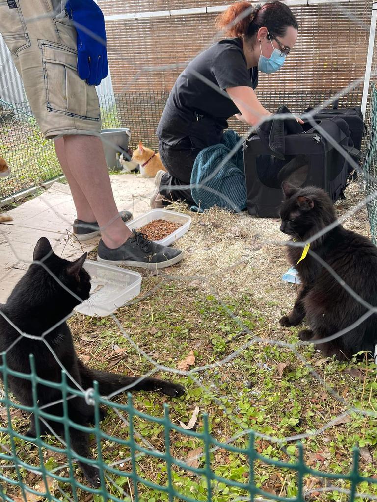 A group of Townsville volunteers found 45 cats living in a house after their owner passed away this week.