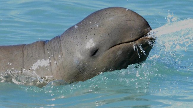 Rare Australian snubfin dolphins facing extinction | news.com.au —  Australia's leading news site