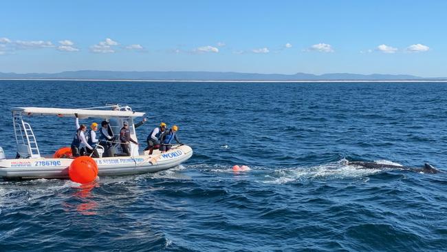 The team were in the middle of their training exercise. Photo: Sea World