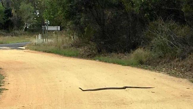 Yep that's a brown snake on the driveway of the Whipbird cafe. Picture: Emma Wilson