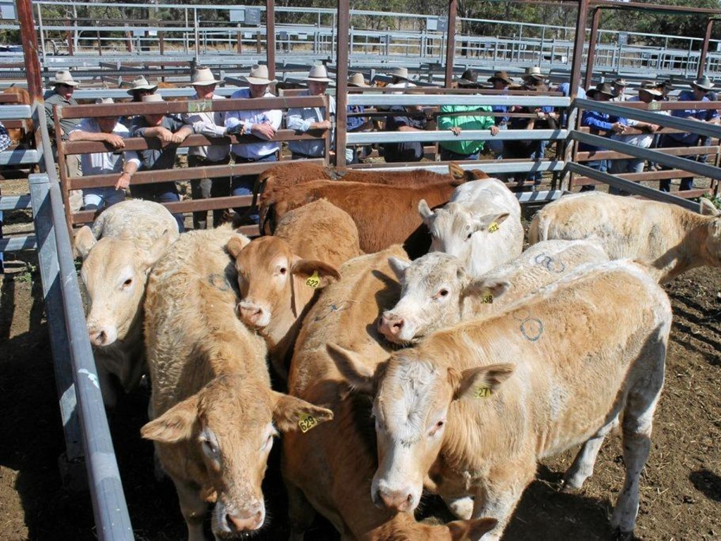 Numbers up across Central Queensland region cattle sales | The Weekly Times