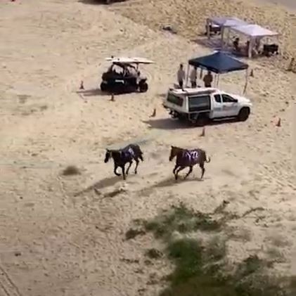 Two horses take off from the beach race at Magic Millions. Picture: Supplied