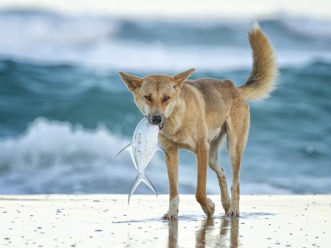 SUNDAY MAIL ONLY ....ONE USE ONLY  Wanda Craswell Photography showing Sunshine coast in different  light ..fraser island dingo