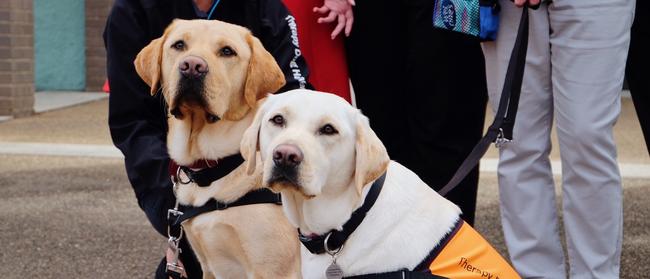 Emotional support dogs Ernie and Loma at Sutherland Local Court. Picture: Eliza Barr