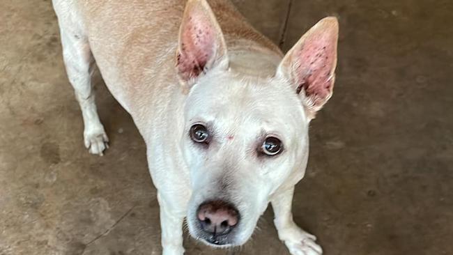 Dobby is an 18-year-old red heeler x dingo. Picture: Supplied