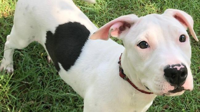 Marge is pet of the week at Coffs Harbour RSPCA shelter.