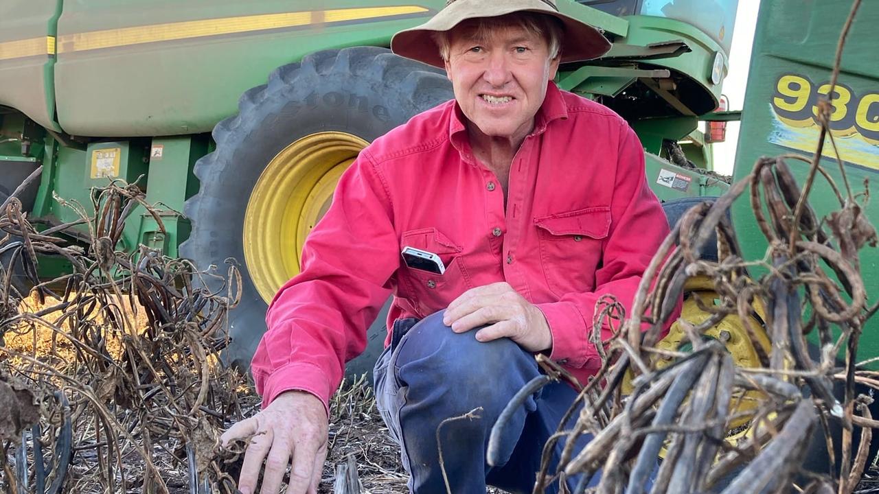 Farmer Xavier Martin with his mung bean crop that is being urgently harvested to prevent the mice from eating it. Picture: Supplied via NCA NewsWire