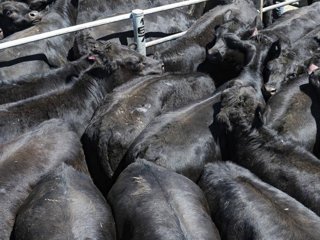 Steers sell to 587c/kg at Wangaratta store sale