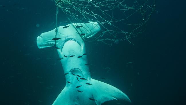 A hammerhead shark caught in Gold Coast shark nets. Photo: Sea Shepherd