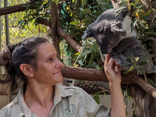 April Lacono, volunteer with friends of the Koala.