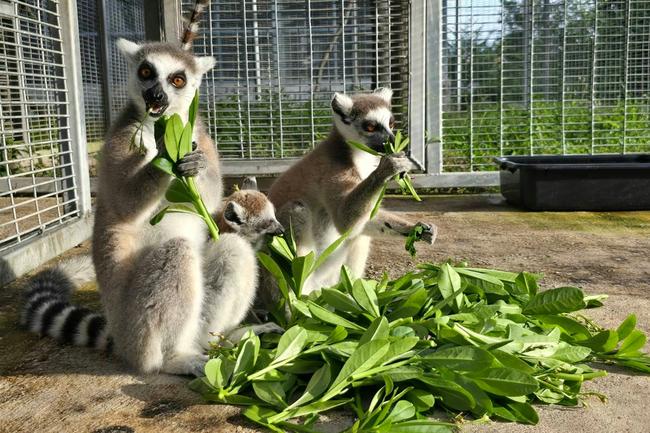 Lemurs, which starred as loveable supporting characters in the Dreamworks "Madagascar" movies, are found only on the Indian Ocean island