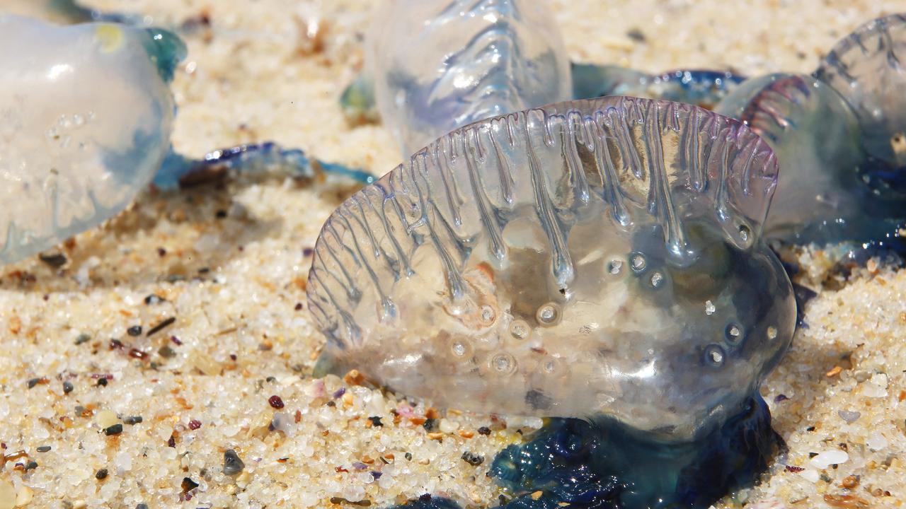 Thousands stung in Australian blue bottle invasion