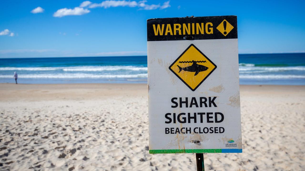 Beaches closed following shark sighting Daily Telegraph